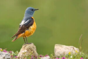 Sierra de Guadarraman kansallispuiston eläimistö
