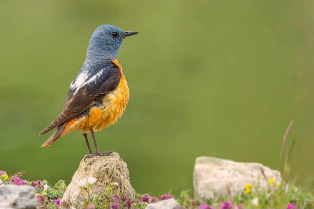 Sierra de Guadarraman kansallispuiston eläimistö