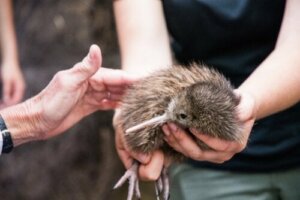 Kiivi on ainutlaatuinen lintu, joka elää sukupuuton partaalla