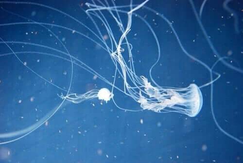 Ihmiselle vaarallisimmat eläimet