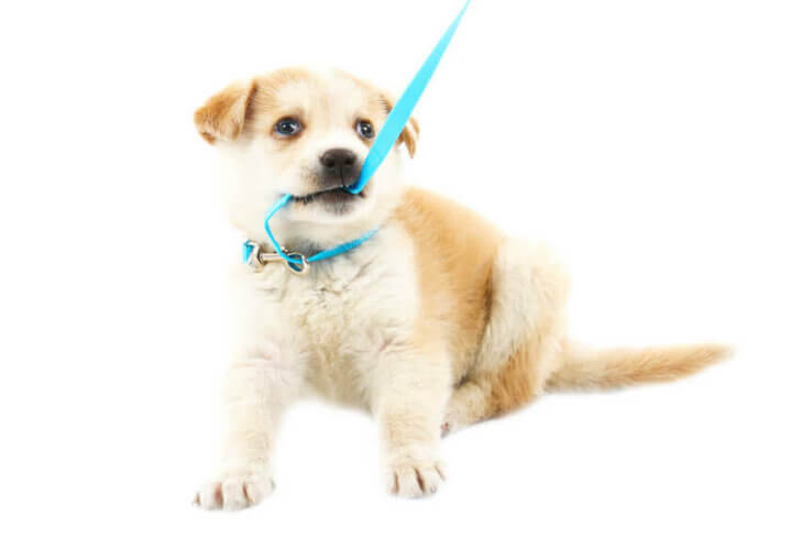 Miksi koira puree talutushihnaansa?