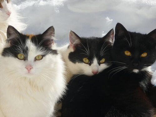 Japanin bobtail on vanha kissarotu