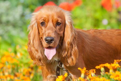 10 yleistä koirien sairautta