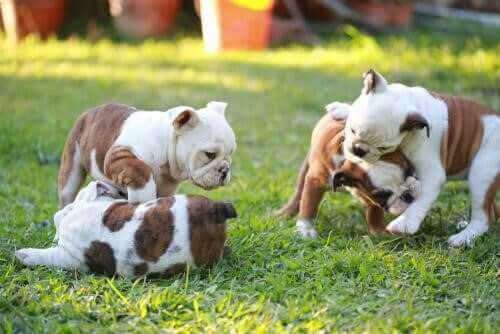 Parvovirustartunta on erityisen vaarallinen koiranpennuille