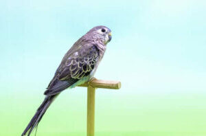 Millainen lintu on paimenruohokaija?