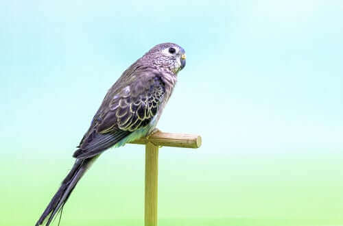 Millainen lintu on paimenruohokaija?