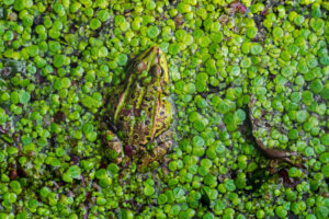 Kosteikkojen katoaminen