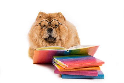 Kuinka koiran älykkyyttä voidaan stimuloida?