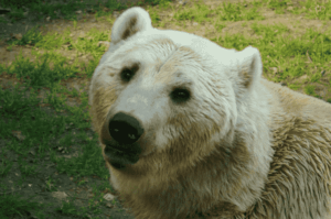 Millainen eläin on jääkarhun ja harmaakarhun risteymä?