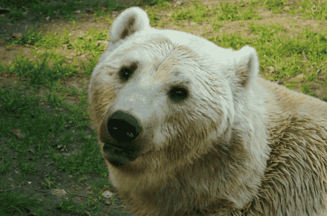 Millainen eläin on jääkarhun ja harmaakarhun risteymä?