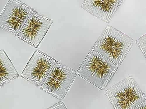 Kasviplanktonit koirille