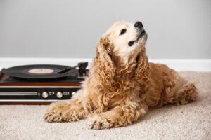 Miten musiikki vaikuttaa eri eläimiin?