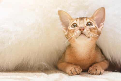 Voiko kissa kärsiä ahdistuksesta?