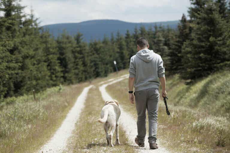 Miksi koira seuraa omistajaansa varauksetta?