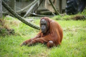 Onko totta, että polveudumme apinoista?