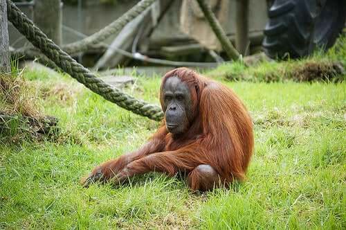 Onko totta, että polveudumme apinoista?