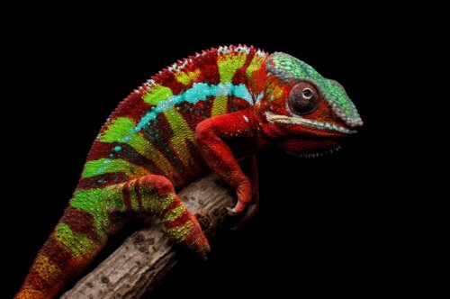 9 Madagaskarin eläintä