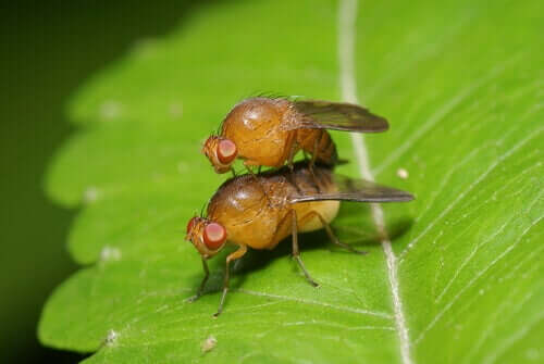 Nämä 4 eläintä ovat hedelmänsyöjiä