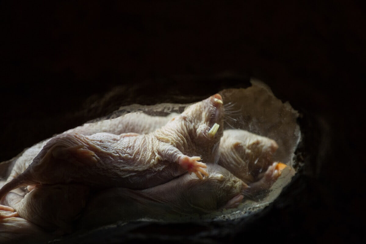 Maailman 5 ruminta eläintä