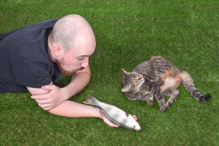 4 mielenkiintoista faktaa kissojen sosiaalisesta vuorovaikutuksesta