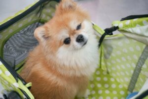 Koirien päivähoito: Edut ja haitat