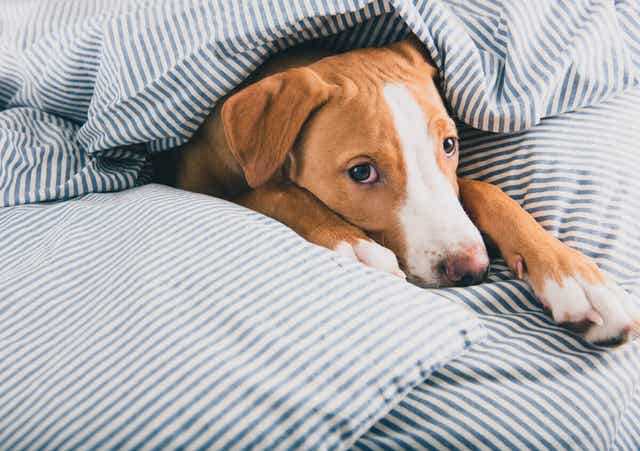 Parvovirus voi aiheuttaa kissoille kissaruttoa ja koirille parvovirusripulia
