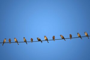 Miksi linnut eivät saa sähköiskua istuessaan sähkölinjoilla?