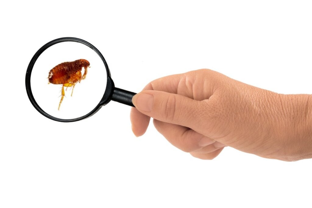 Miten päästä eroon kirpuista kotona?