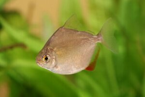 Nämä 4 eläintä ovat hedelmänsyöjiä