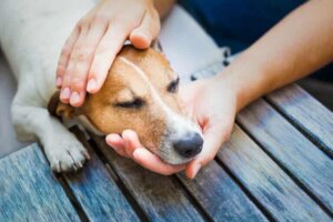 Parvovirus voi aiheuttaa kissoille kissaruttoa ja koirille parvovirusripulia