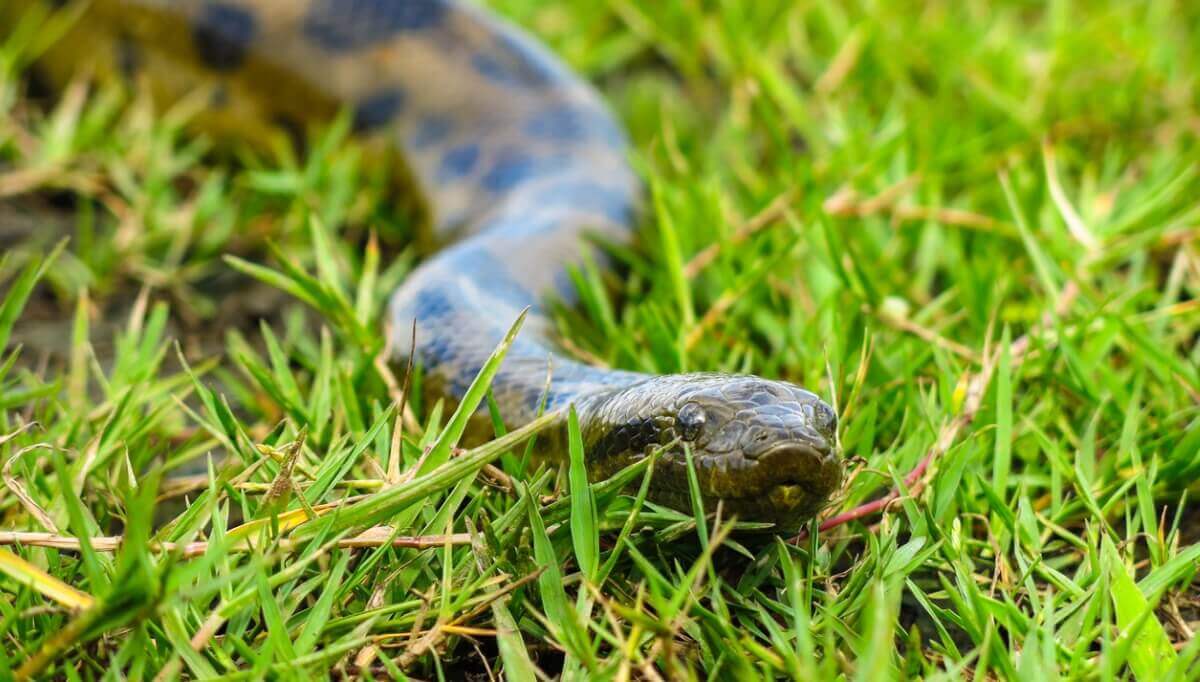 Amazonin 11 vaarallisinta eläintä