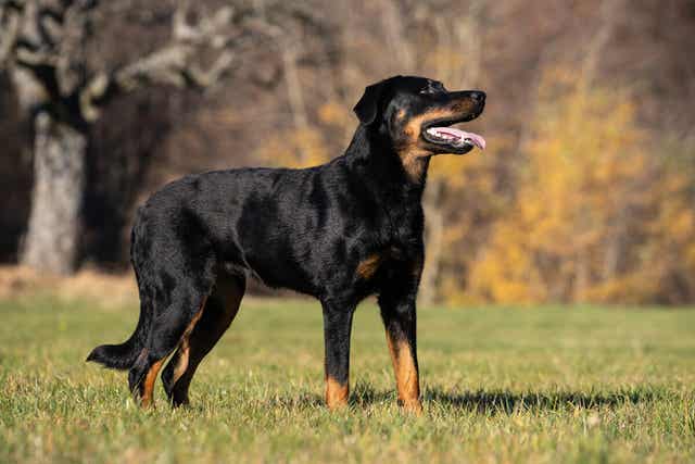 7 valpasta ja uskollista vahtikoirarotua