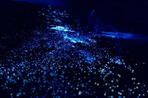 Bioluminoiva plankton ja levä rannikoilla