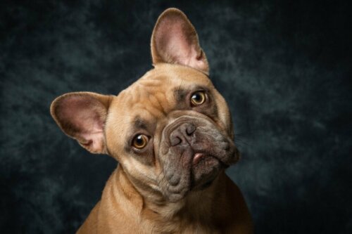 Ranskanbulldoggien yleisimmät sairaudet