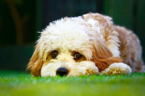 Cavapoon ominaisuudet ja hoito