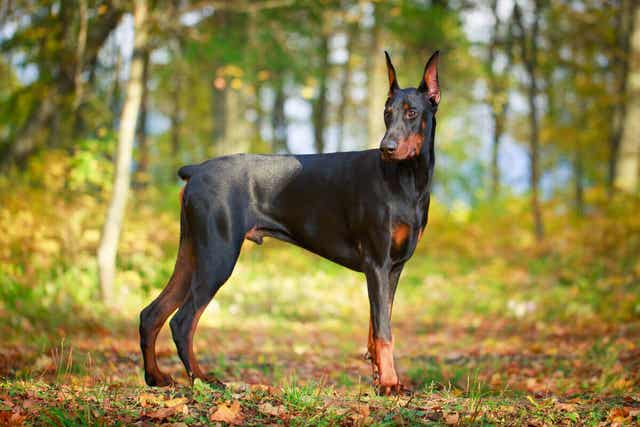 Dobermanni on hyvä vahtikoira