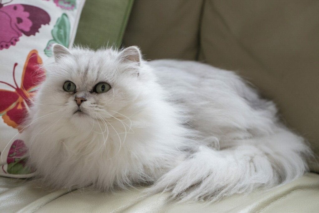 Millainen kissa on chantilly/tiffany?