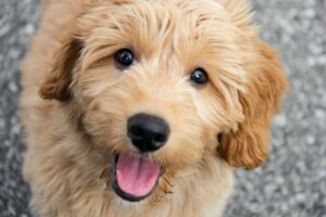 Millainen koira on goldendoodle?