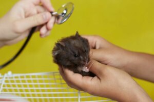 12 merkkiä siitä, että hamsteri on kuolemassa