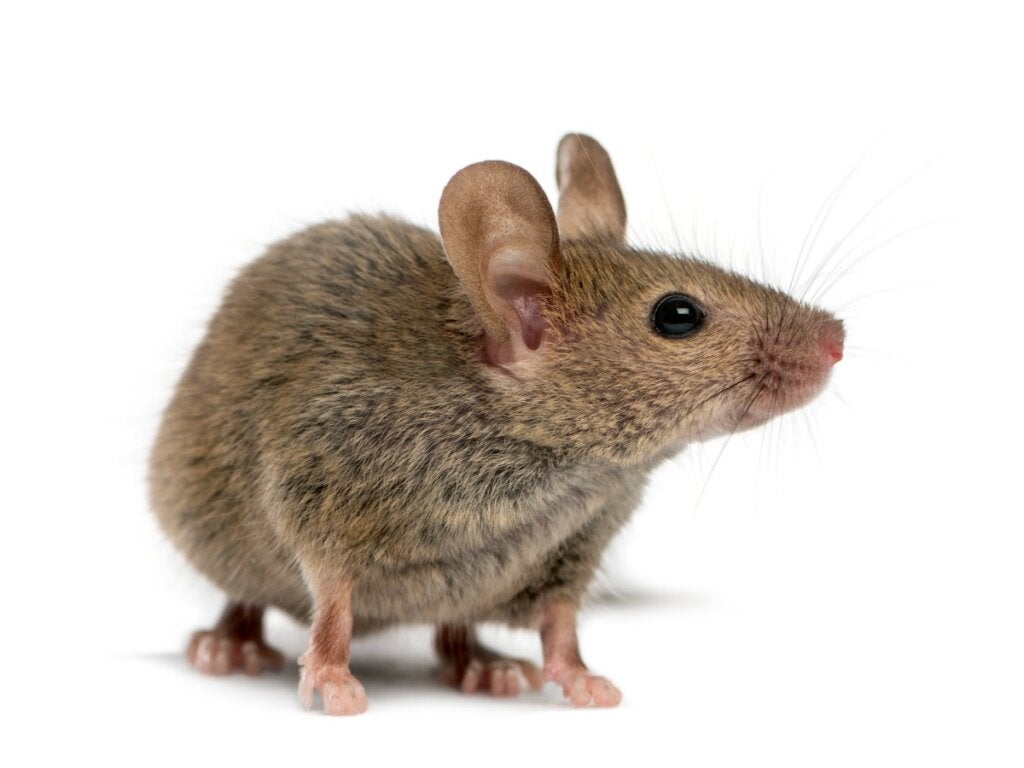 Onko hiirillä luut?