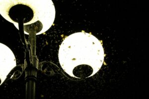 Miksi valo houkuttelee hyönteisiä?