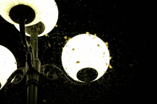 Miksi valo houkuttelee hyönteisiä?