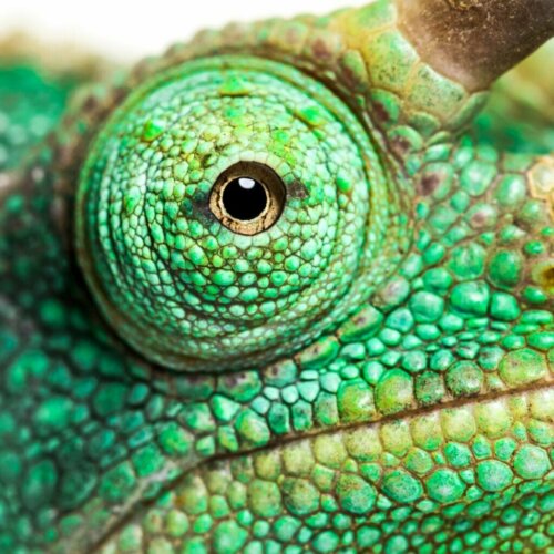 Voeltzkowin kameleontti nähtiin Madagaskarilla vuosisadan tauon jälkeen