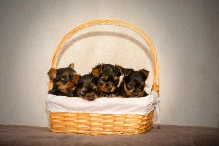 17 asiaa, jotka jokainen koiranpentu tarvitsee