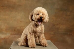 Millainen koira on maltipoo?
