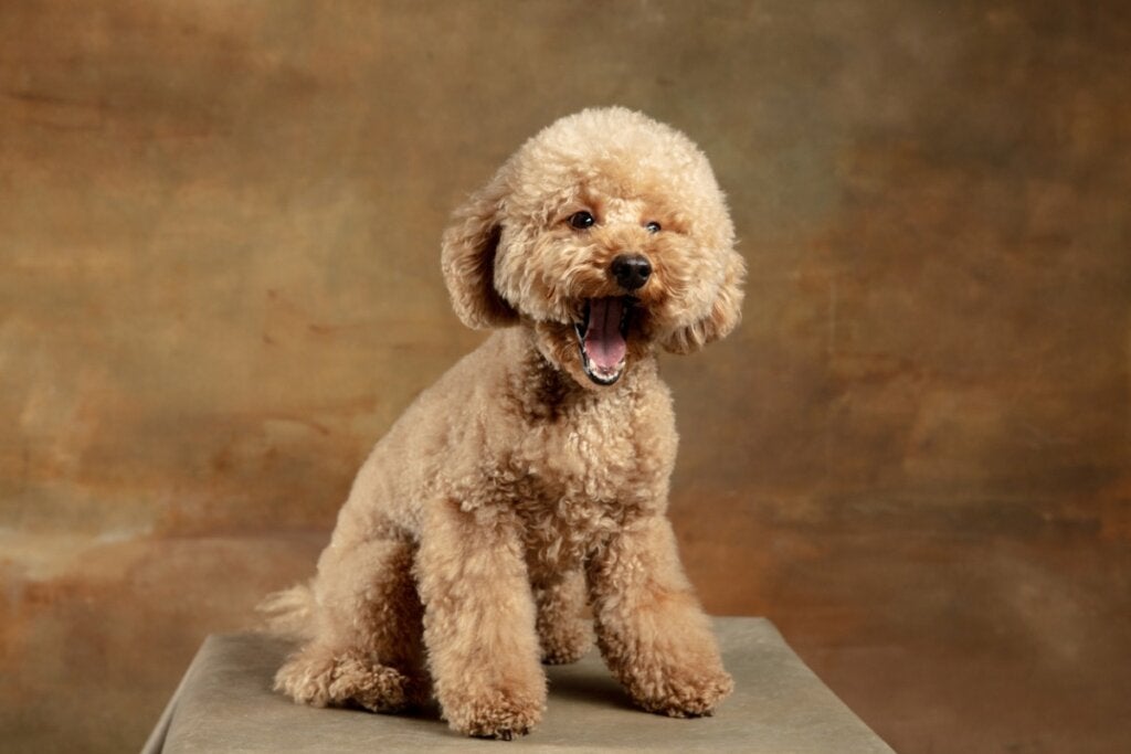Millainen koira on maltipoo?