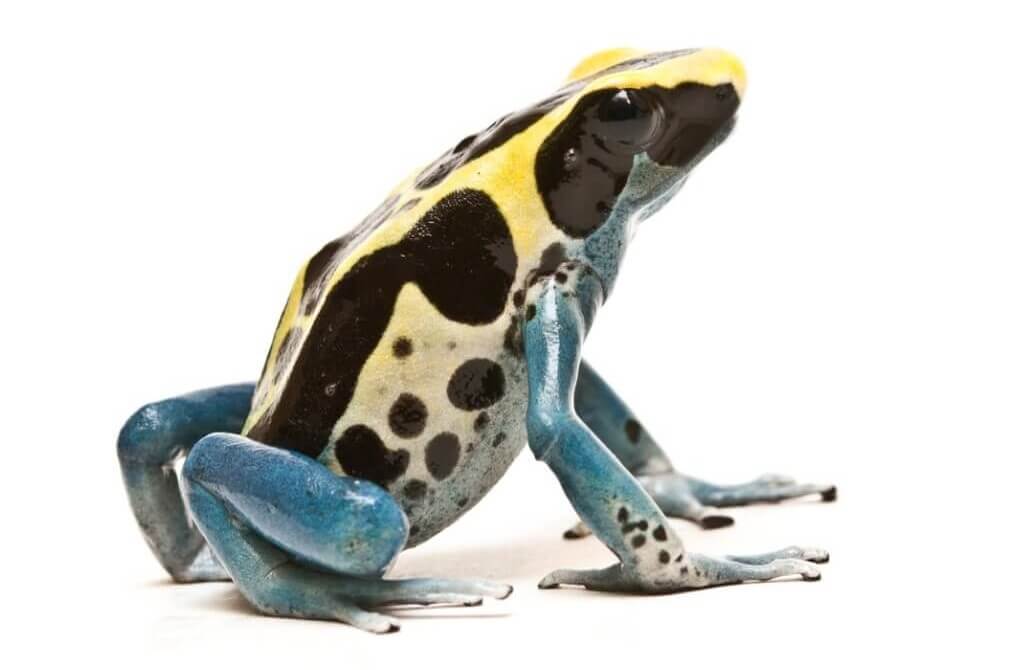 Nuolimyrkkysammakot ovat maailman myrkyllisimpiä eläimiä