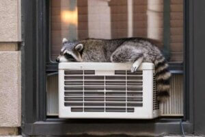 Lämmönsäätely eläimillä