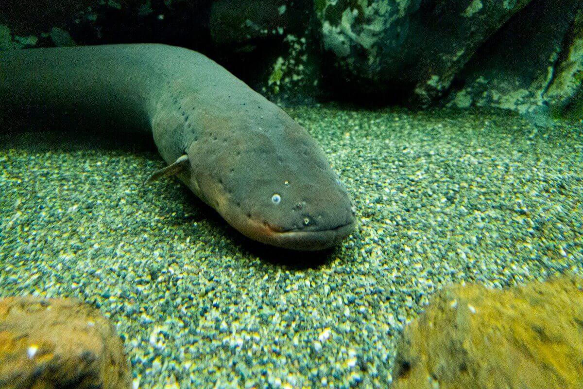 Amazonin 11 vaarallisinta eläintä