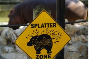 Virtahevon ulosteiden merkitys Afrikan joille ja järville